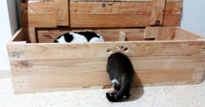 gatitos-jugando-casa-para-gatos