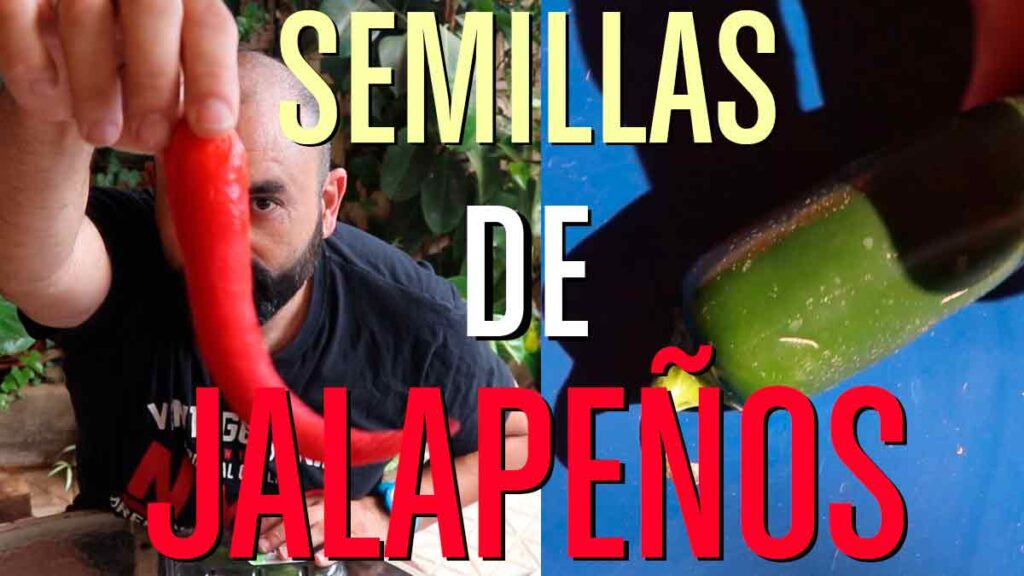 cómo conseguir semillas de jalapeños