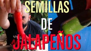 cómo conseguir semillas de jalapeños